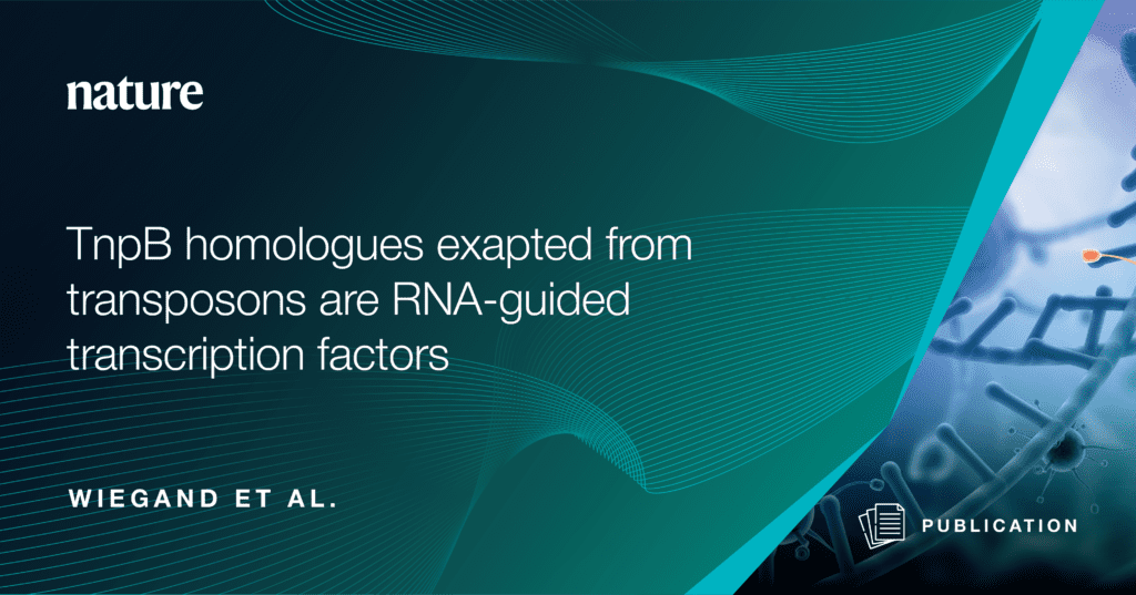 a graphic split into two parts by a diagonal light-blue line

On the left, taking up most of the image, is a teal background with the Nature logo on the top left

Below is the white text "TnpB homologues exapted from transposons are RNA-guided transcription factors".

At the bottom left, in capital letters, it says "Wiegand et al."

On the smaller, right side of the image, is an abstract representation of DNA floating in blue space, with the word "publication" at the bottom in white, capital letters next to a paper icon
